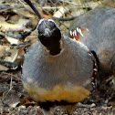 Gambel's Quail