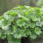 Unknown Plant