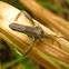 Leptoglossus