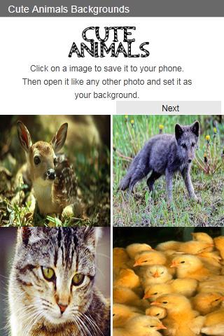 Cute Animal Backgrounds