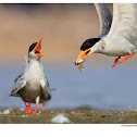River Tern