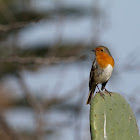 Petirrojo