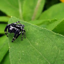 Jumping Spider