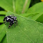 Jumping Spider
