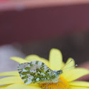 Orange-tip