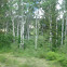 Quaking Aspen