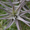 Air Plant