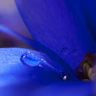 Anemone