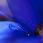 Anemone