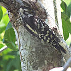 Hairy Woodpecker