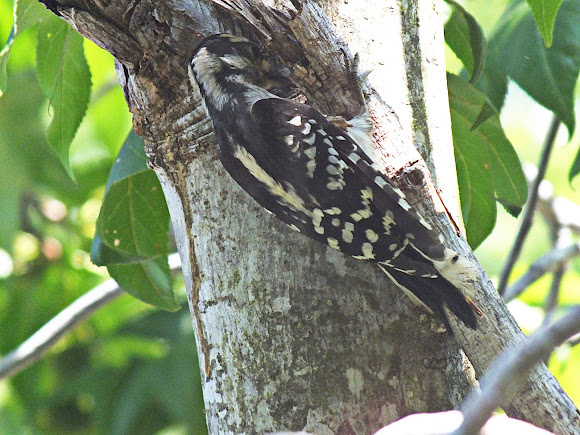 Spotting Image 1