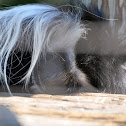 Black and White Colobus Monkey
