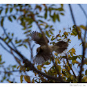 Tropical Mockingbird
