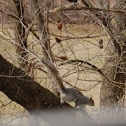 Grey Squirrel