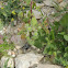 Nettle
