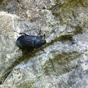 Carrion beetle
