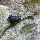 Carrion beetle