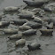 Harbor Seal