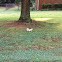 Albino squirrel