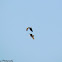 Bald Eagles