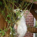 Virginia Opossum (with babies)