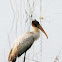 Wood stork
