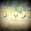 Yellow-wattled Lapwing