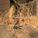 Siberian Stonechat