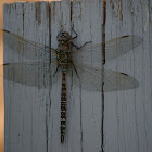 Lake Darner