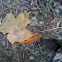 Eastern Newt