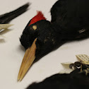 Imperial Woodpecker