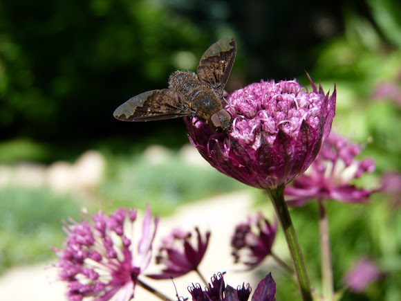 Spotting Image 1