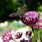 bee fly
