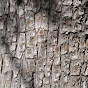 Alligator Juniper