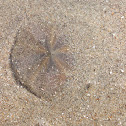 Cake sand dollar