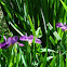 Blue Flag Iris