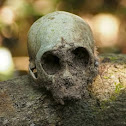 Rhesus Macaque skull (juvenile)