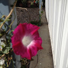 Morning Glory