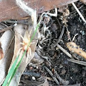 Ghost spider