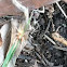 Ghost spider