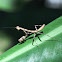 Praying Mantis?