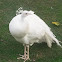 White Peacock