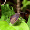 Giant Sweetpotato Bug