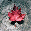Single Leaf