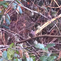 Song sparrow?