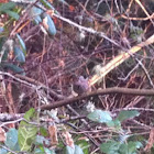Song sparrow?