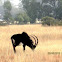 Sable antelope