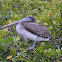 Brown pelican