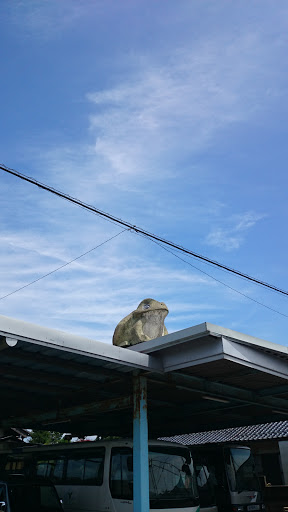知井宮 屋根の上のアマガエル