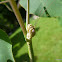 Margin-winged Stick Insect